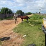 Fin de semana largo con múltiples secuestros de caballos en Concordia: un detenido por Abigeato