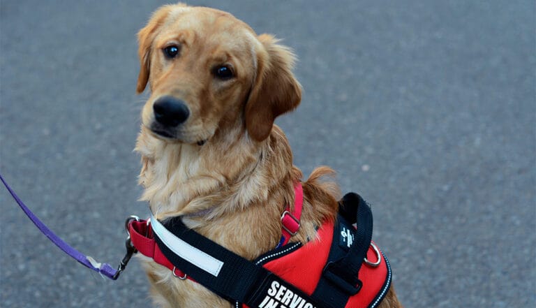 Colegio de Veterinarios en contra de la Prohibición de Crianza y Comercialización de Mascotas