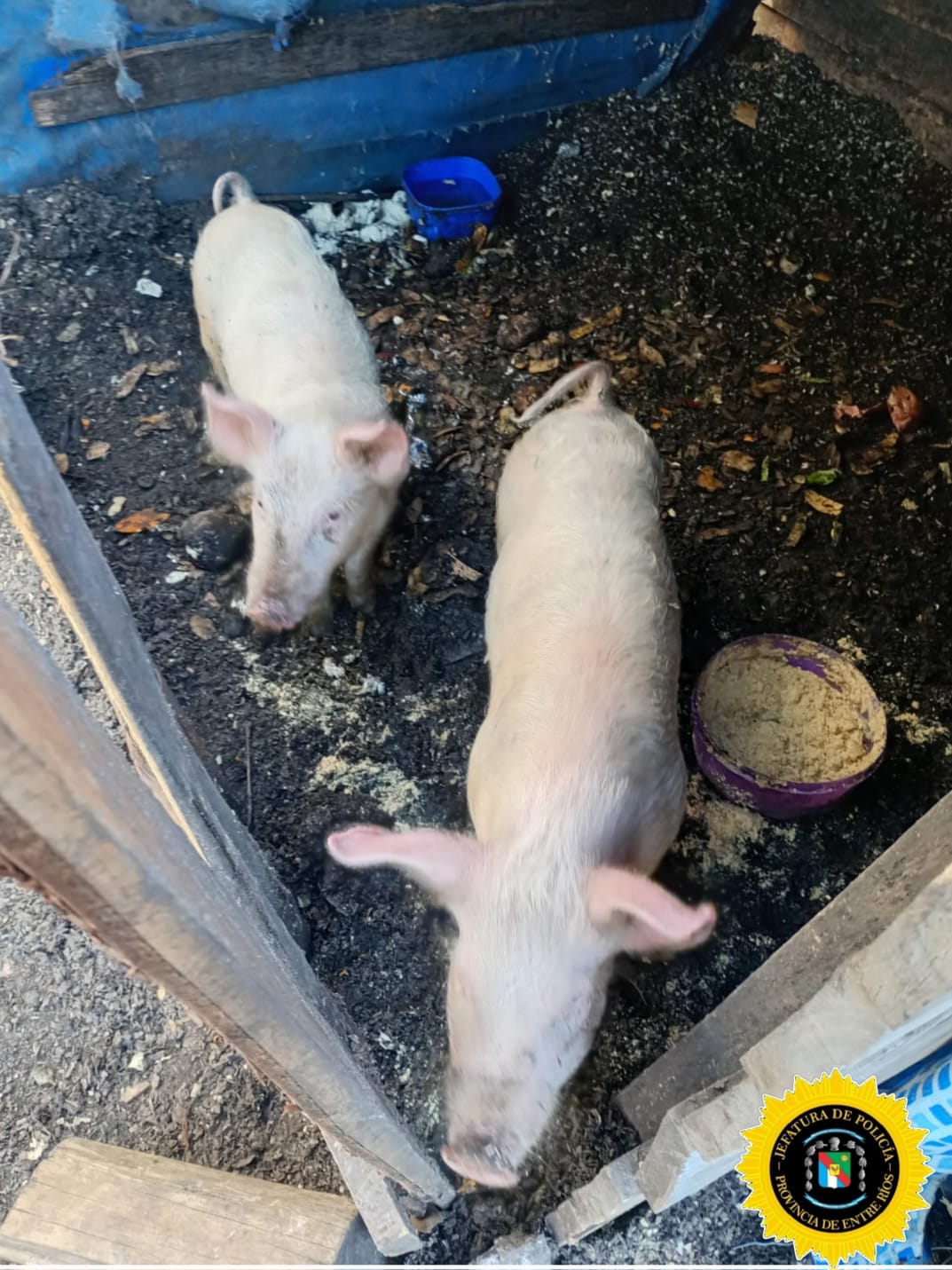 Operativo Campo Seguro: Secuestraron animales y armas de fuego
