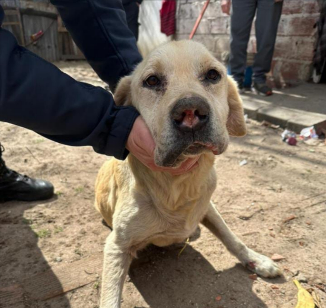 Rescataron un perro que estaba encerrado y en muy malas condiciones