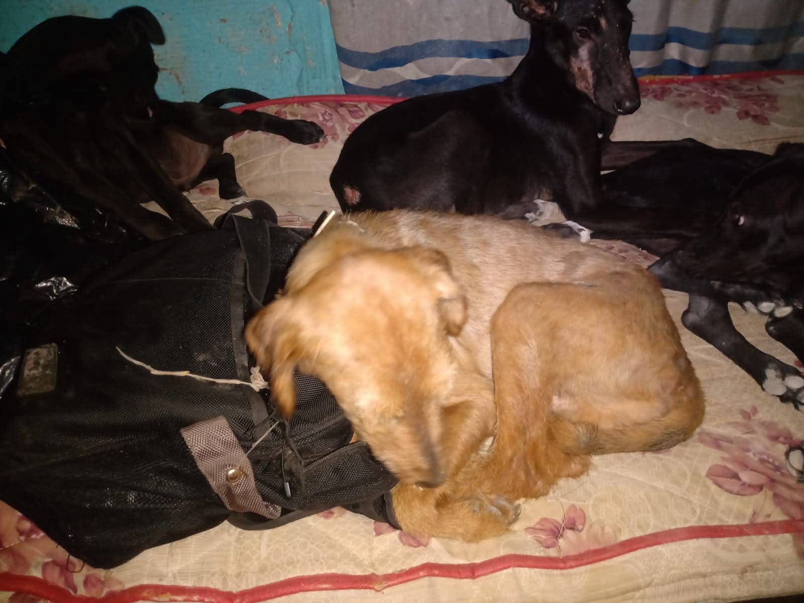 Proteccionistas quieren saber sobre los animales que se le secuestraron