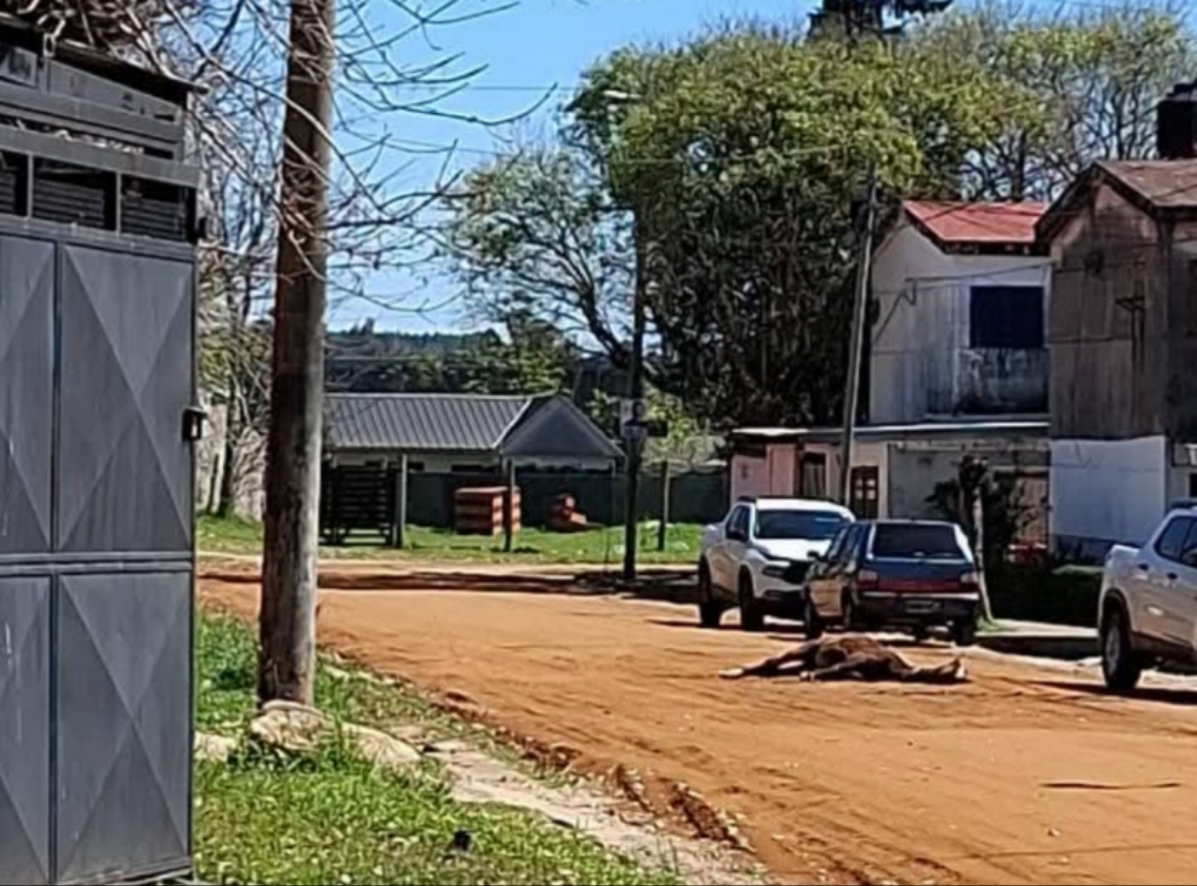 Indignación en Concordia: dos caballos agonizan en la vía pública y vecinos exigen respuestas
