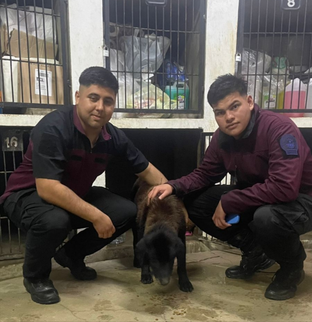 Exitoso rescate de una mascota ante la intensa lluvia