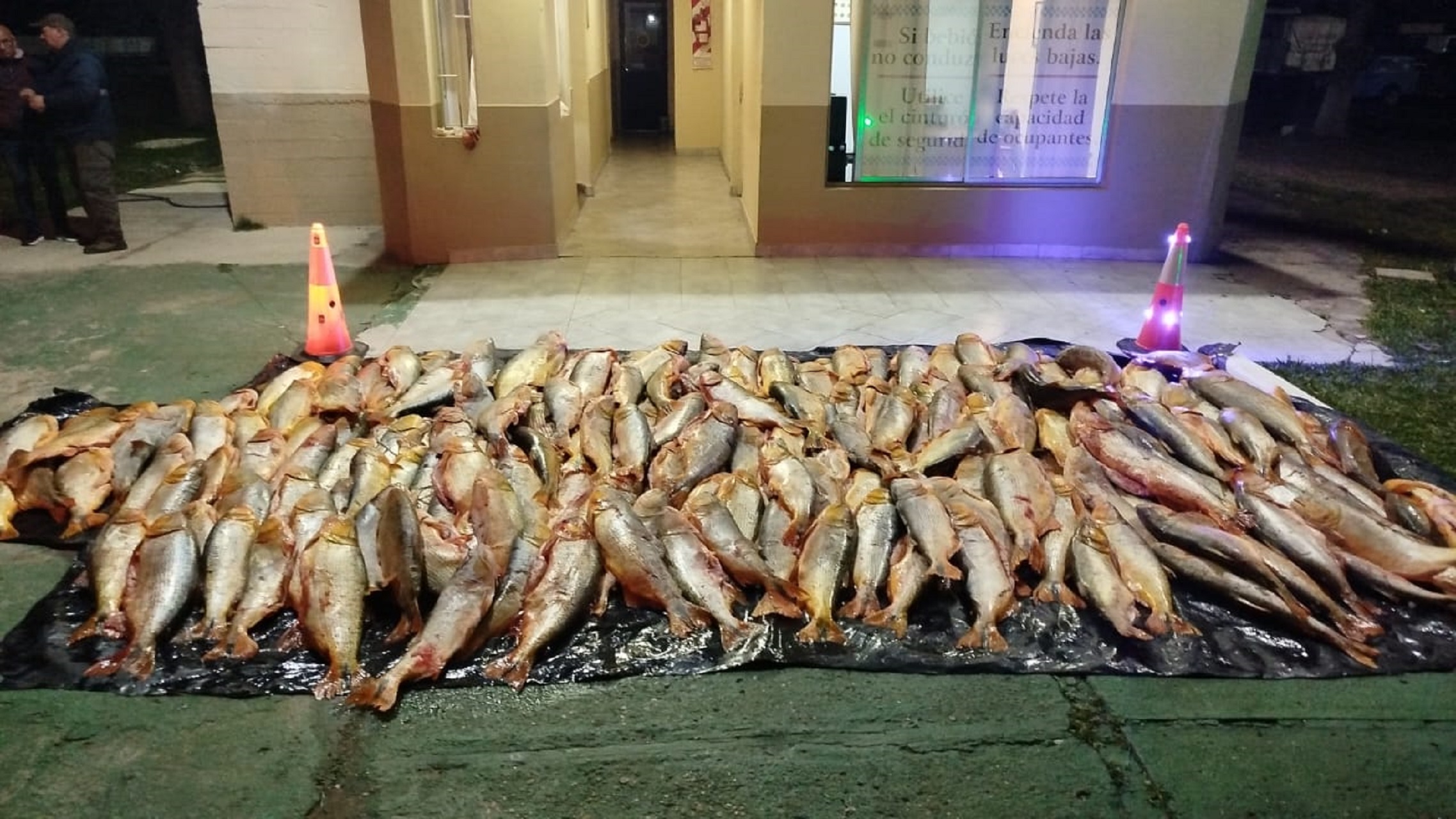 En Paso Cerrito decomisaron mil kilos de dorado transportados de manera ilegal