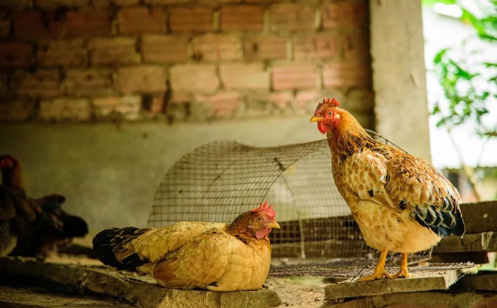 Detección de un caso positivo de influenza aviar en aves de traspatio en Entre Ríos