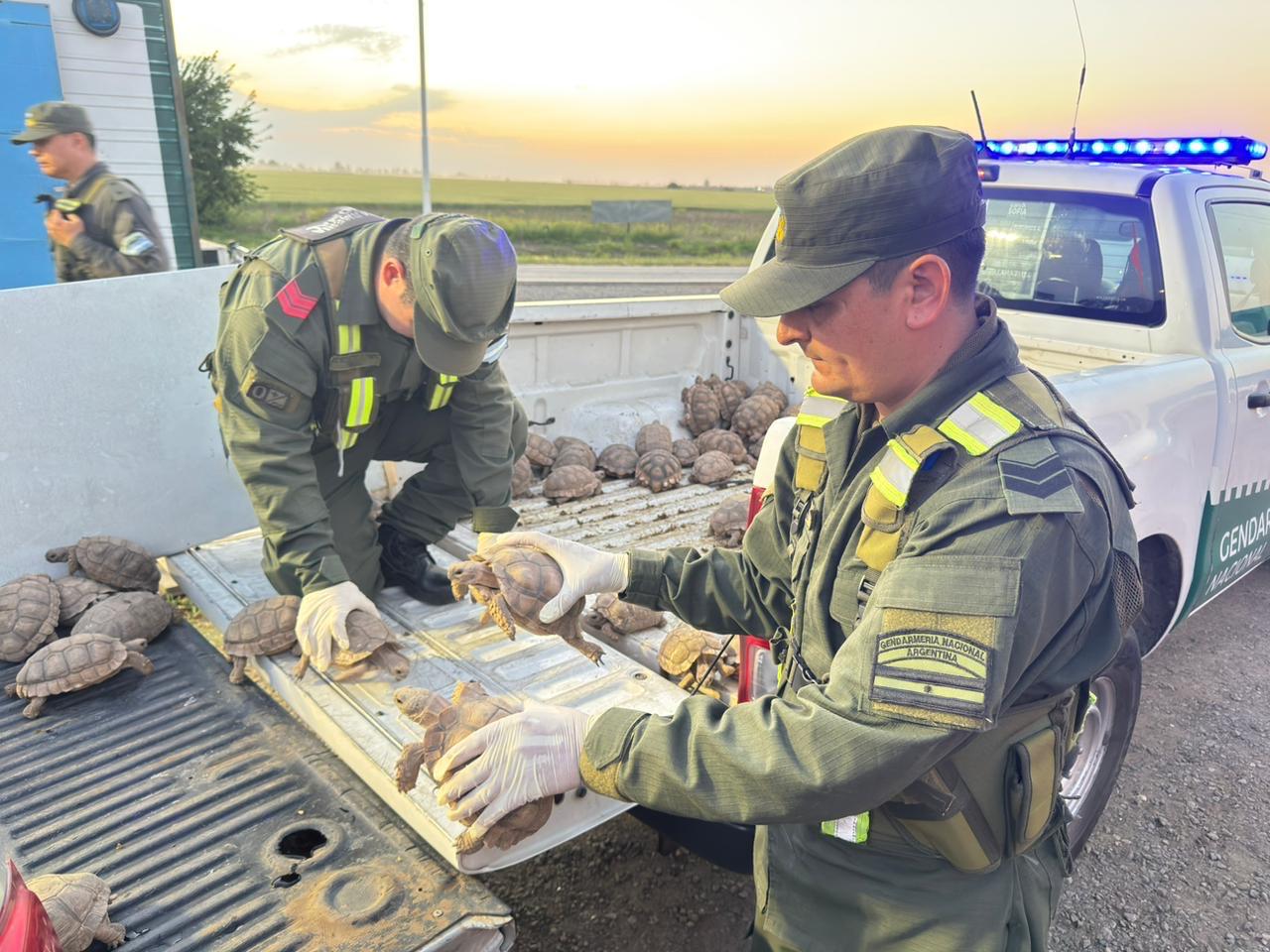 Gendarmería secuestró camión que transportaba 166 tortugas y aves