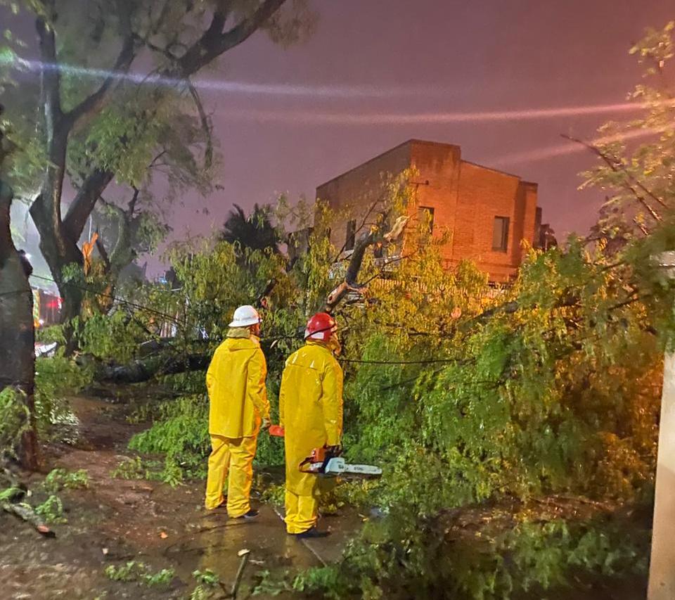 Por la fuerte tormenta hubo caídas de árboles, ramas, postes y familias afectadas