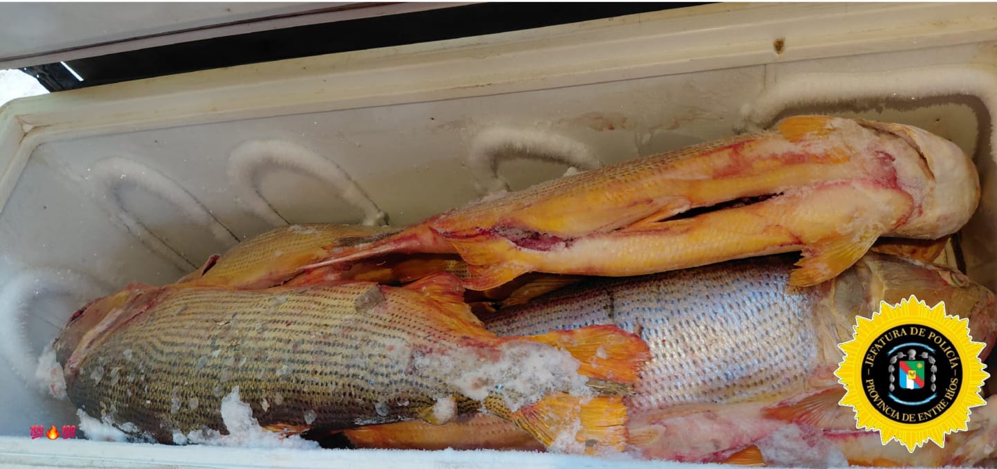 Allanamiento por Brigada de Villaguay: Infracción a la Ley de Pesca y a la Ley de protección al Dorado