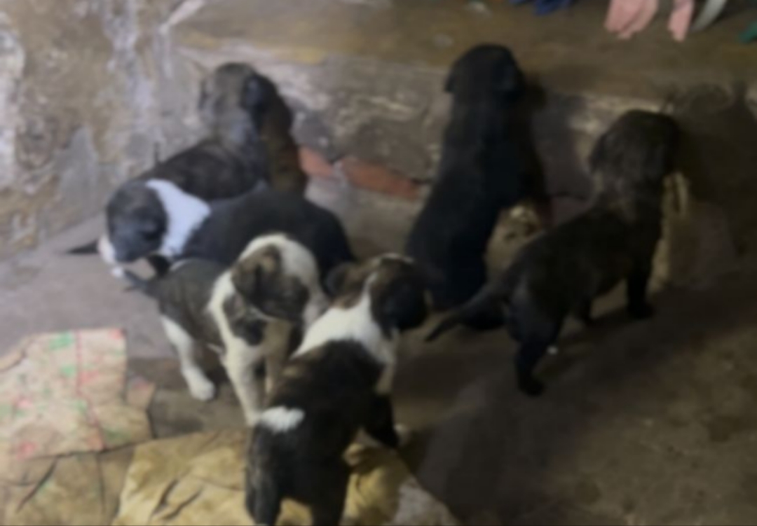 Rescatan 12 perros que vivían en condiciones deplorables en la zona oeste de la ciudad de Concordia