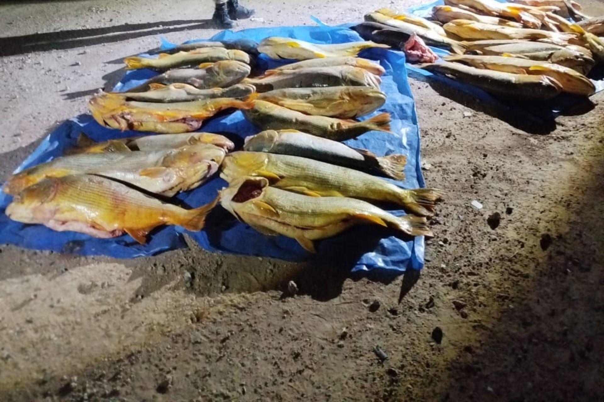 Se secuestraron en Concordia más de mil kilos de pescado en un operativo de fiscalización