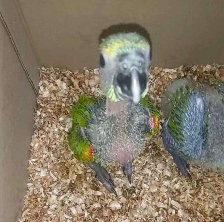 Venta de Loros Exóticos en Concordia: Un Riesgo para la Salud Pública