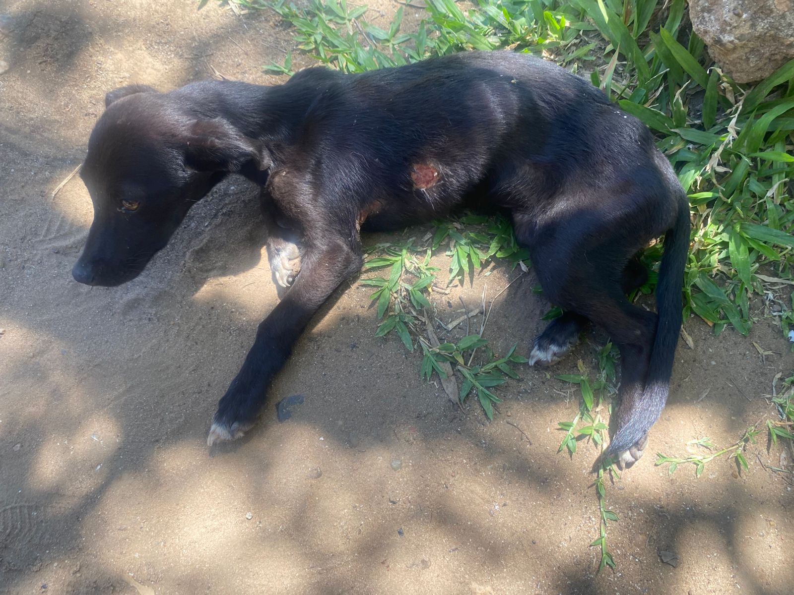 Rescatan un perro por sufrir maltrato animal