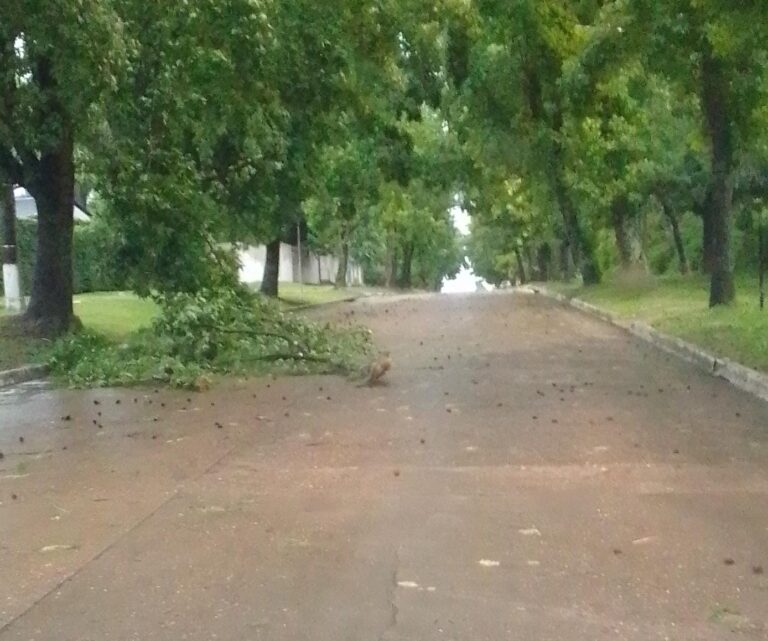 Por la caída de chalas de árboles ocurrieron interrupciones del servicio de energía