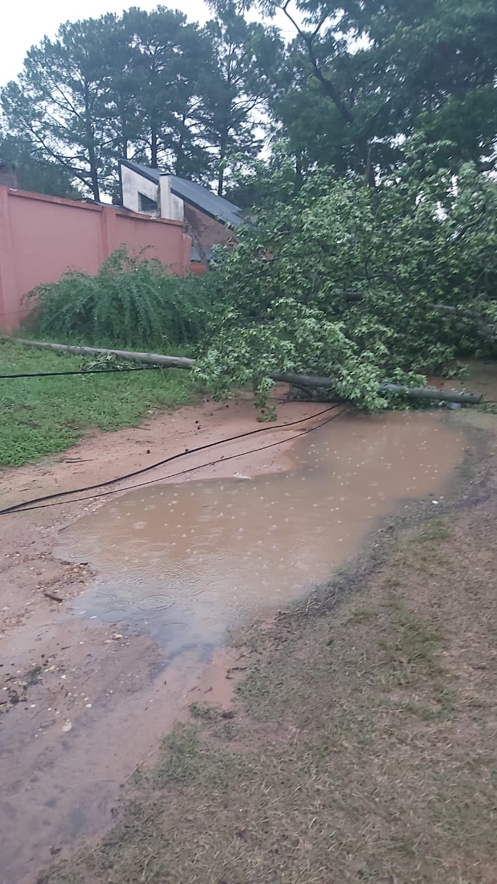 Temporal en Concordia: un árbol cayó y bloquea por completo la calle en barrio Nebel