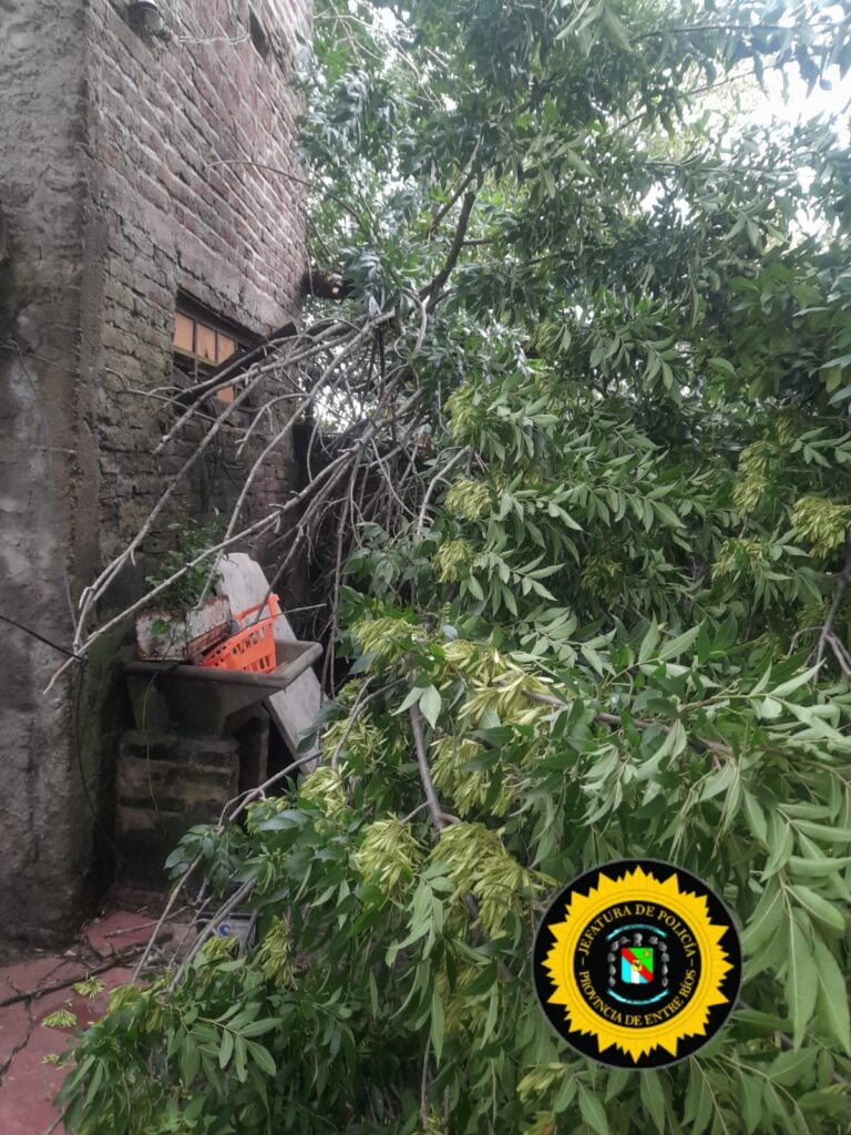 El temporal provocó la caída de un árbol sobre una vivienda