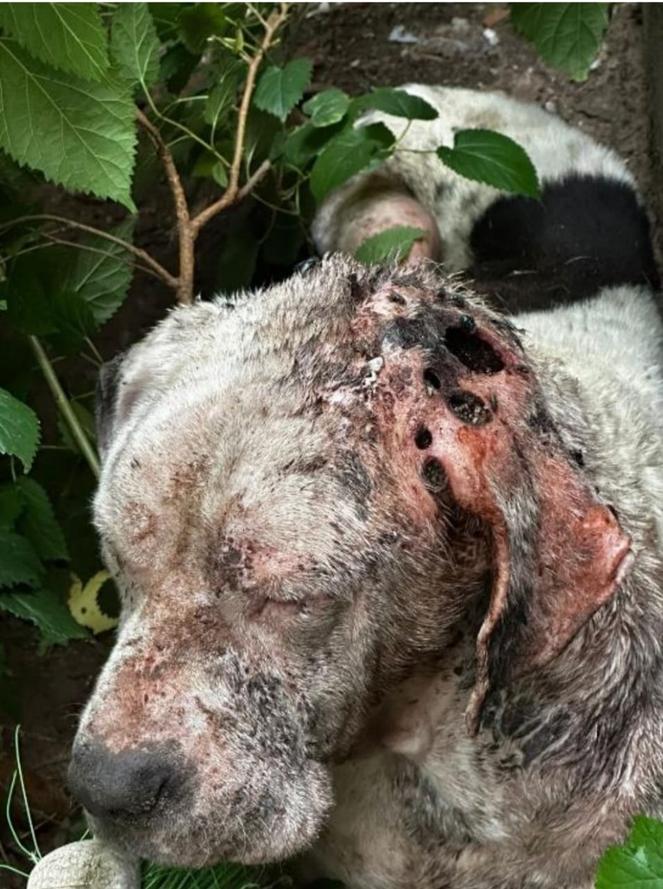 Allanamiento por maltrato animal: rescataron un perro en grave estado de abandono en la zona este