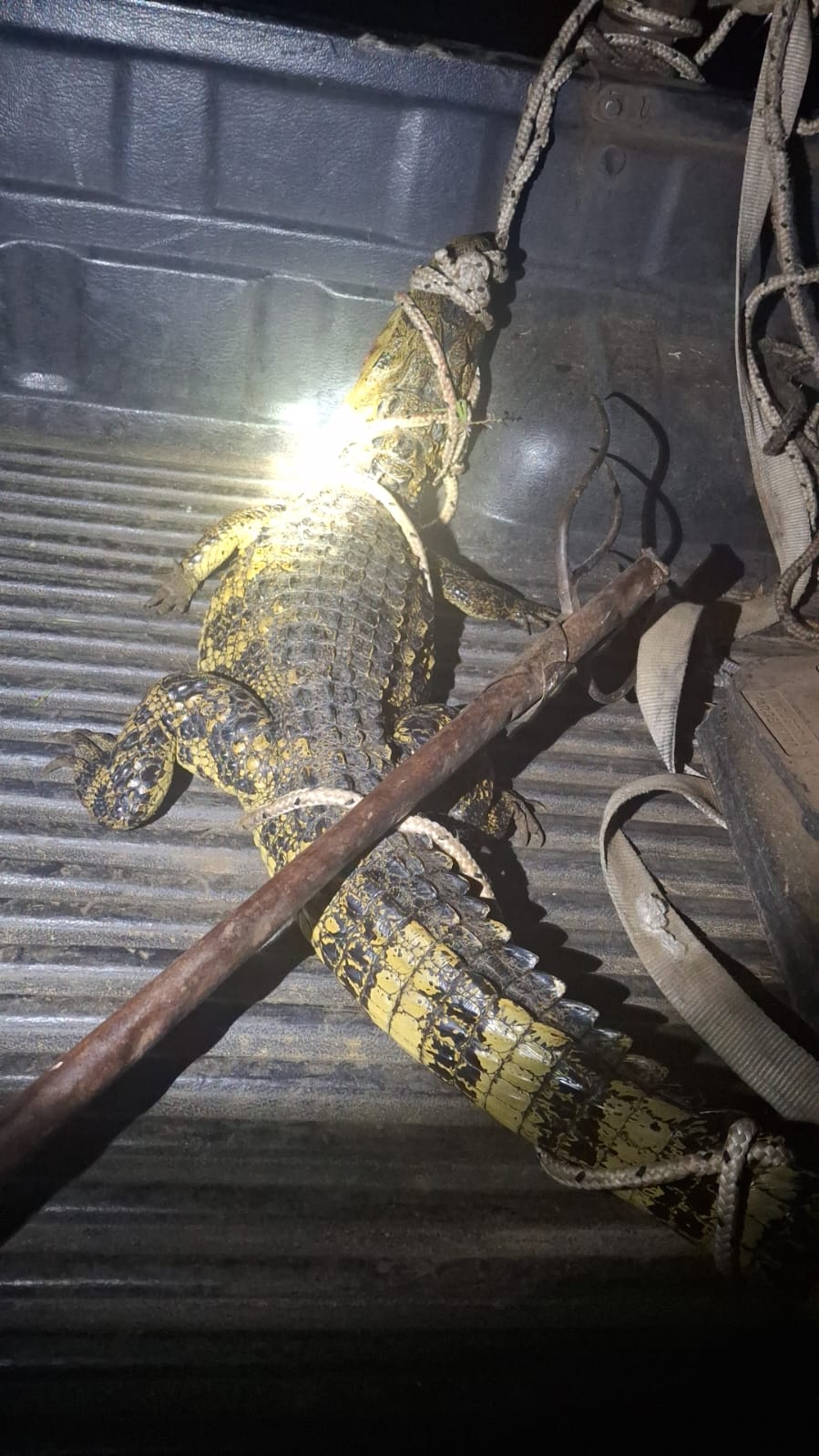 Capturaron y liberaron un yacaré negro para evitar accidentes en el acceso a Benito Legerén