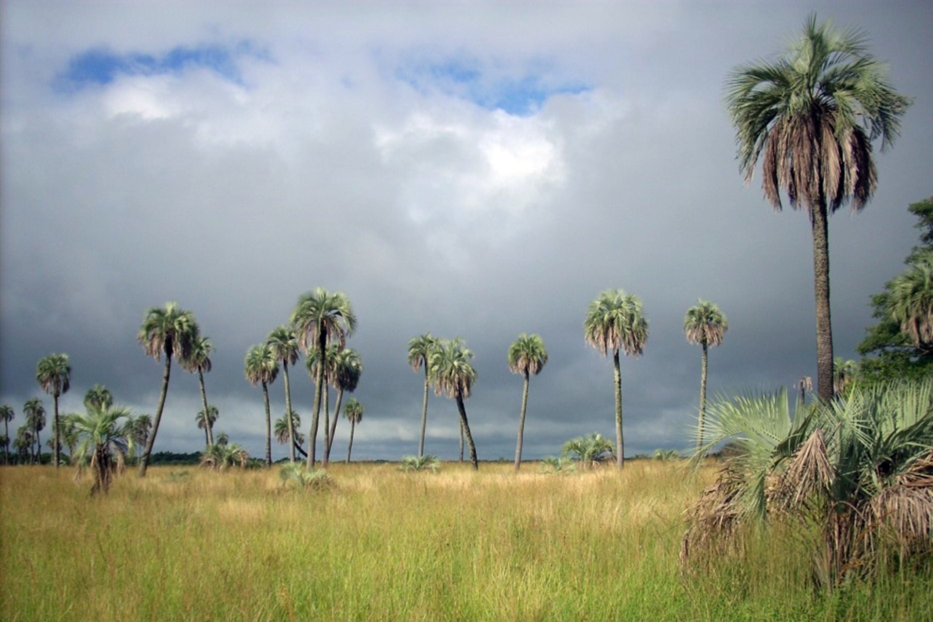Se creó el Área Natural Protegida Les Amis y declaró a la Palmera Yatay como Monumento Natural