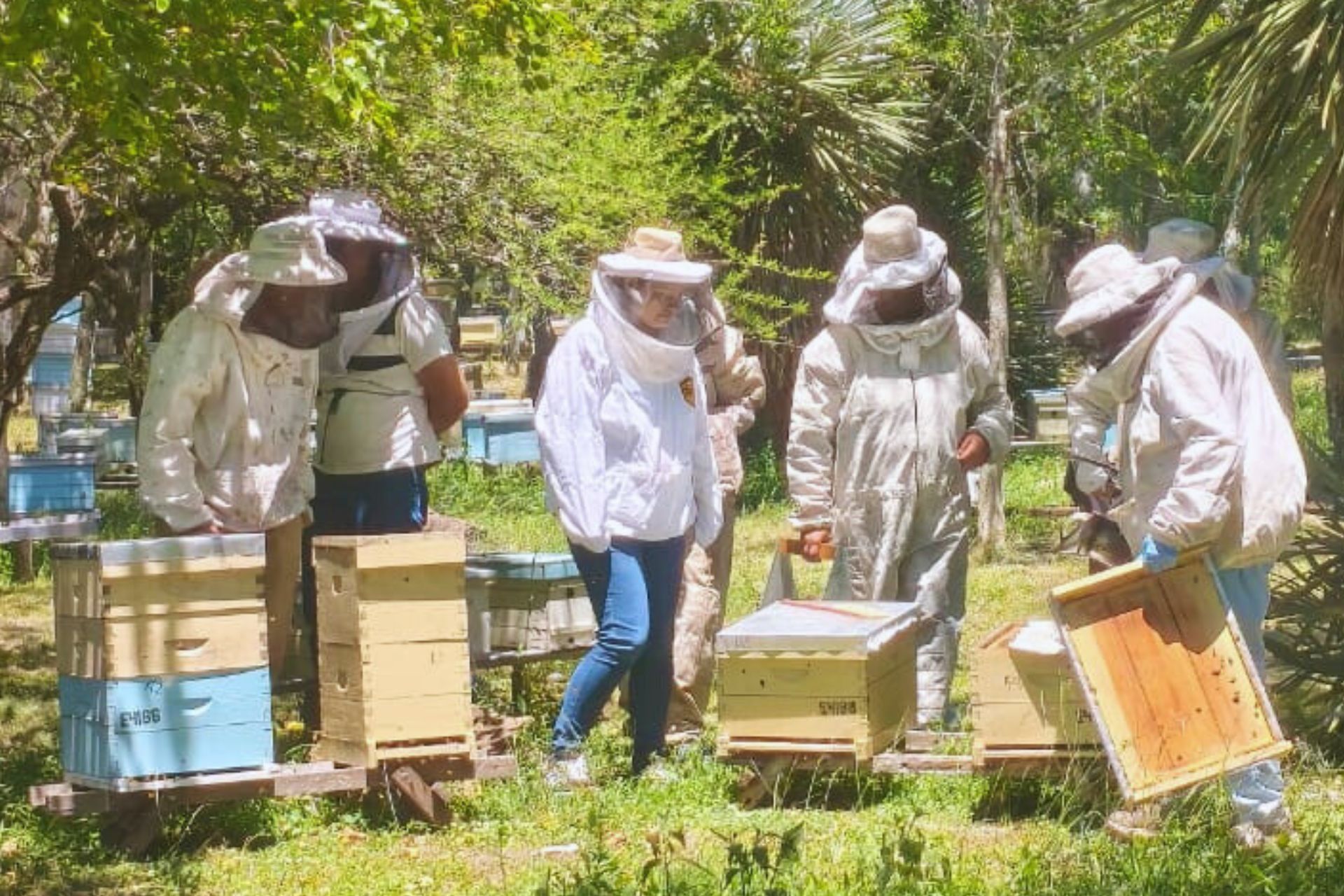 Jóvenes y adultos de la provincia se capacitan en apicultura