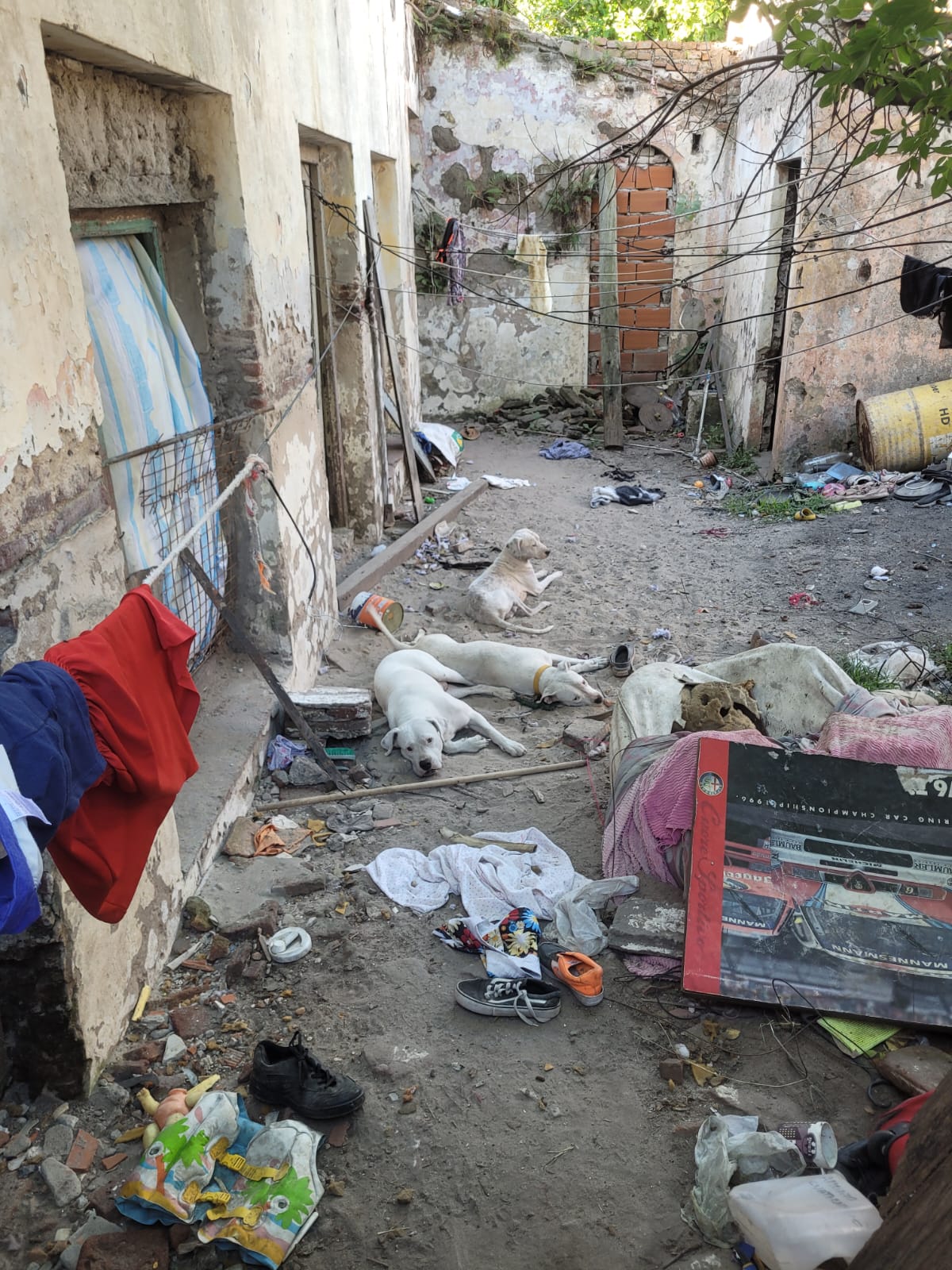 Rescataron 11 perros y un conejo en un allanamiento por presunto maltrato y comercialización ilegal