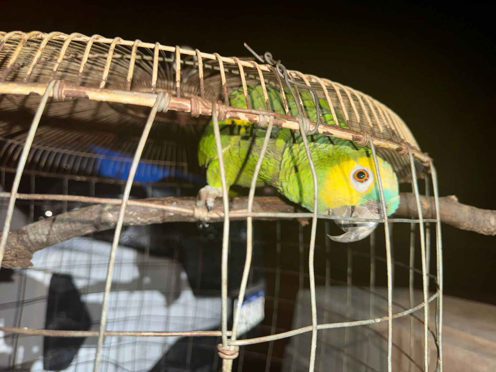 Allanamientos en causa por amenazas: Secuestran aves silvestres y plantas de marihuana