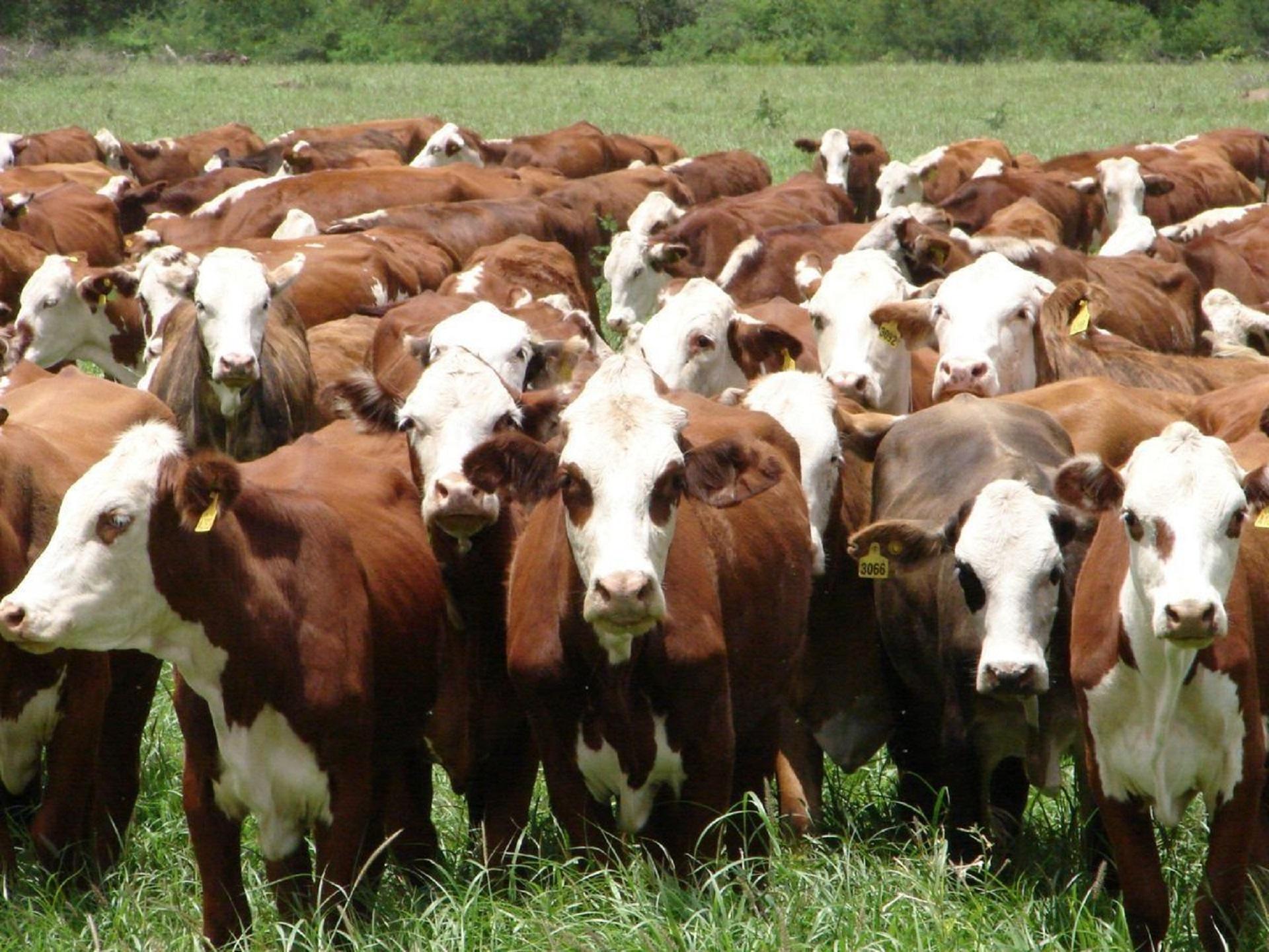 La ganadería entrerriana revela una mejora de sus índices productivos