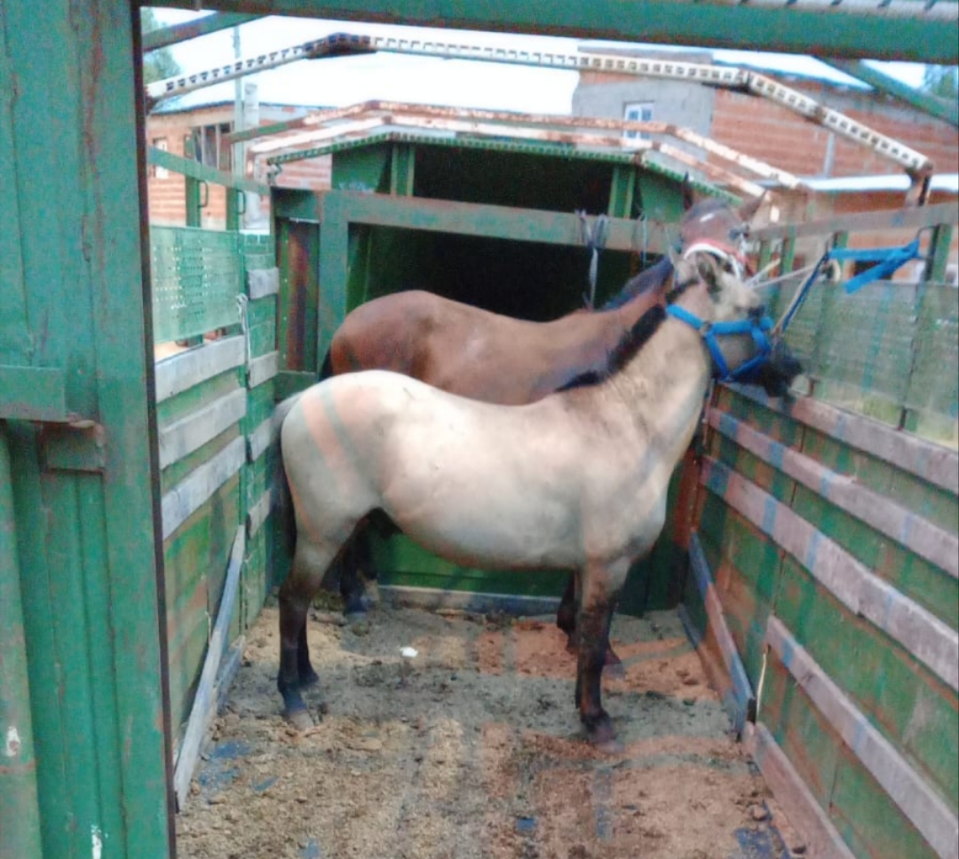 Secuestro de Caballos en Carrera Clandestina en Barrio La Arrocera