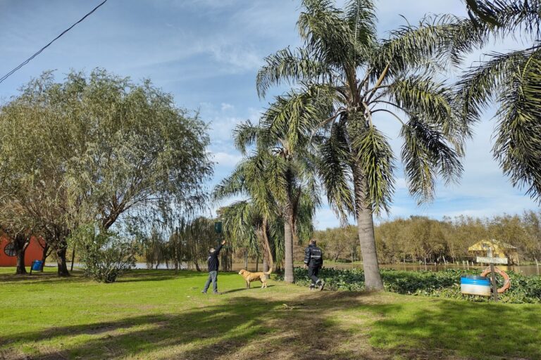 Sanidad vegetal: detallan medidas para prevenir ataques del picudo rojo de las palmeras