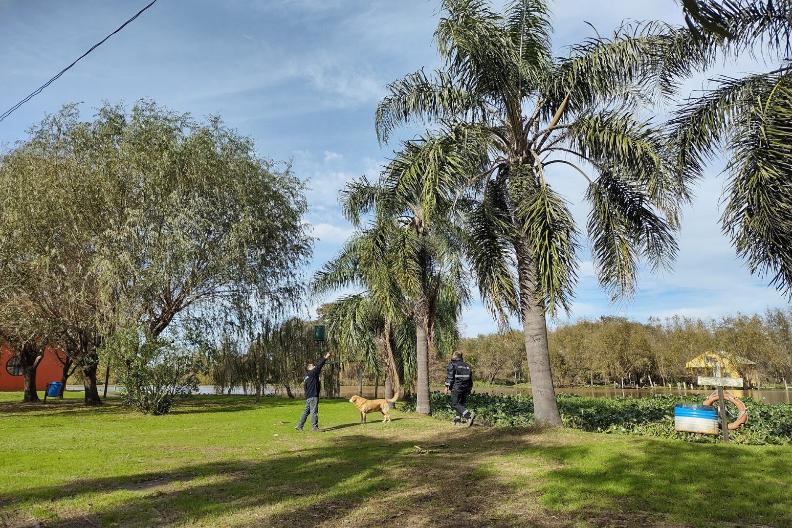 Sanidad vegetal: detallan medidas para prevenir ataques del picudo rojo de las palmeras