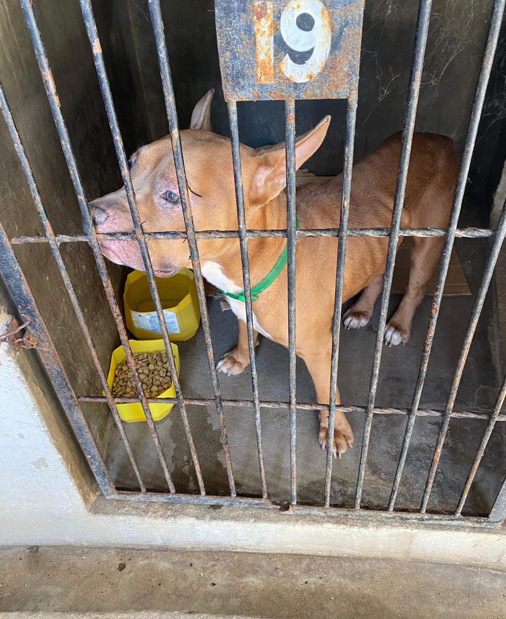 Rescatan a un pitbull abandonado y buscan hogar de tránsito o adopción en Concordia