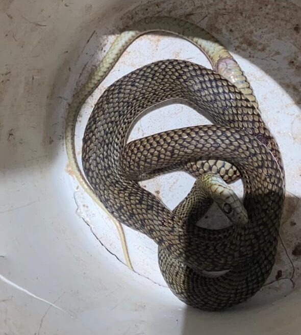 Preocupación vecinal: otra víbora fue hallada en zona oeste de Concordia y crece el alerta por los pastizales