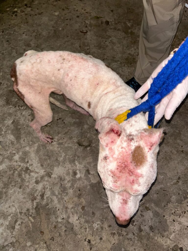 Rescatan a un pitbull en grave estado de abandono tras un allanamiento en Concordia