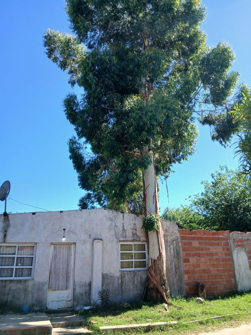 Vecina solicita urgente retiro de árbol por riesgo en la vía pública