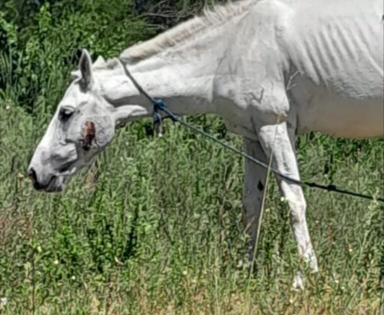 Preocupación en barrio Los Pájaros por un caballo con una profunda lastimadura