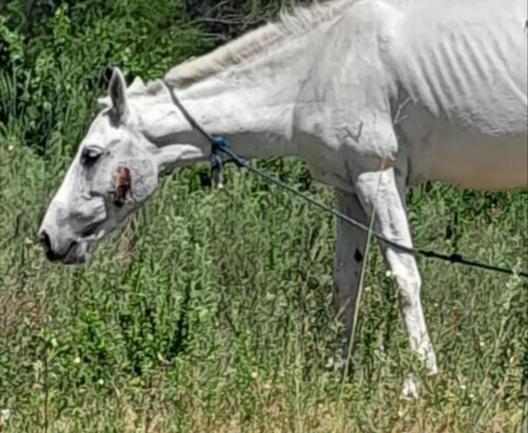 Preocupación en barrio Los Pájaros por un caballo con una profunda lastimadura