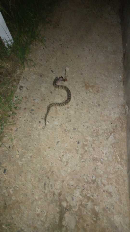 Alerta en barrio Agua Patito: apareció otra yarará en el fondo de una vivienda