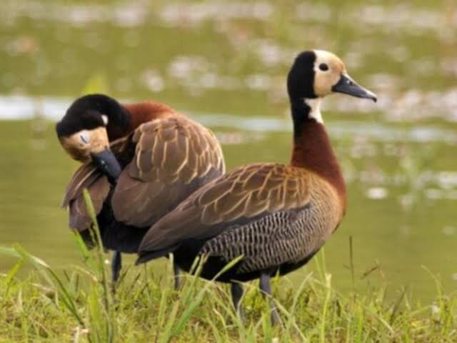 Convocan a audiencia pública por la temporada de caza menor 2026 en Entre Ríos