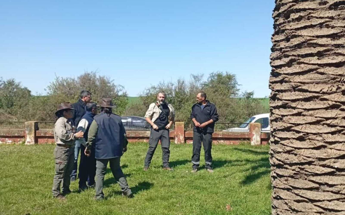 Se activó la comisión local en Colonia Elía por la presencia de Picudo Rojo