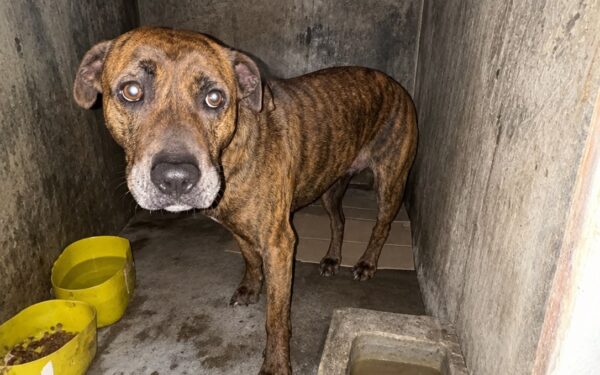 Intervención por presunto maltrato animal: dos perros fueron retirados y puestos bajo resguardo municipal
