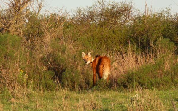 Entre Ríos liberó un nuevo ejemplar de aguará guazú en la Reserva El Potrero